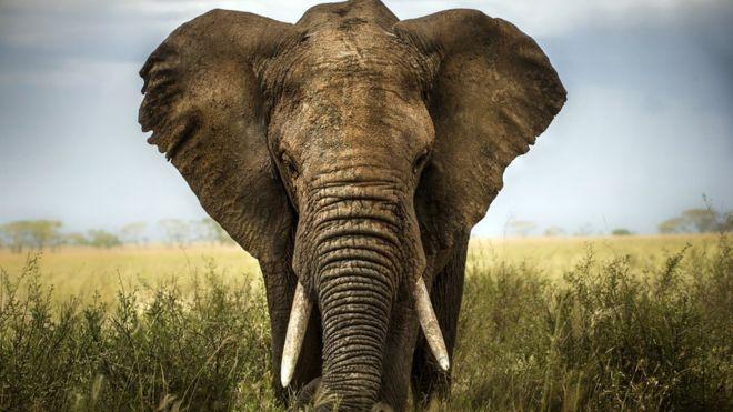 Elefante.
