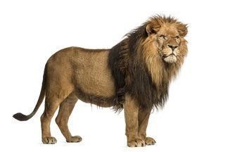 León.