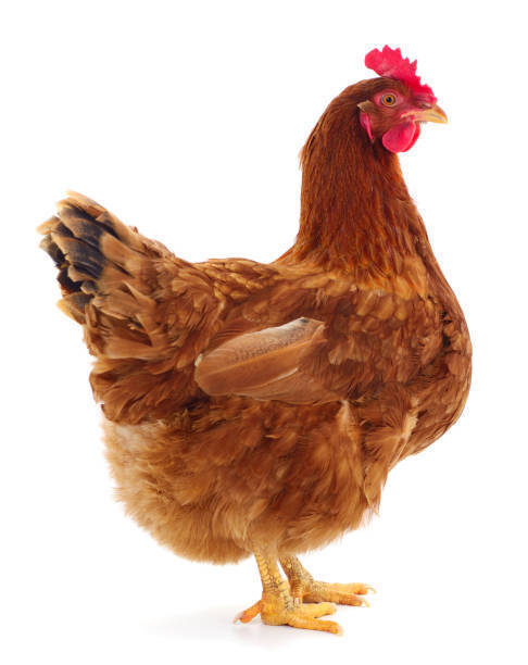Pollo.