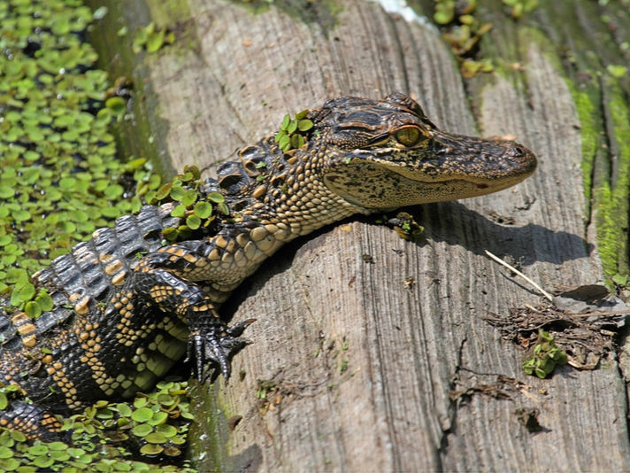 alligators