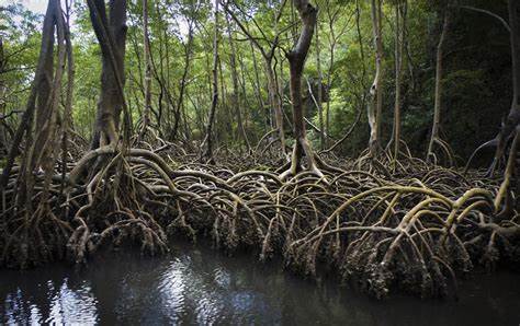 mangroves