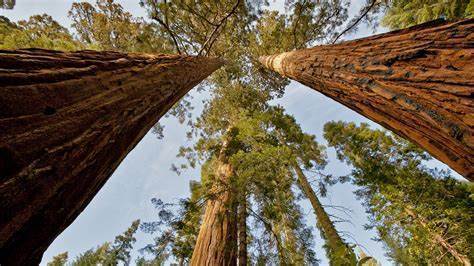 sequoias