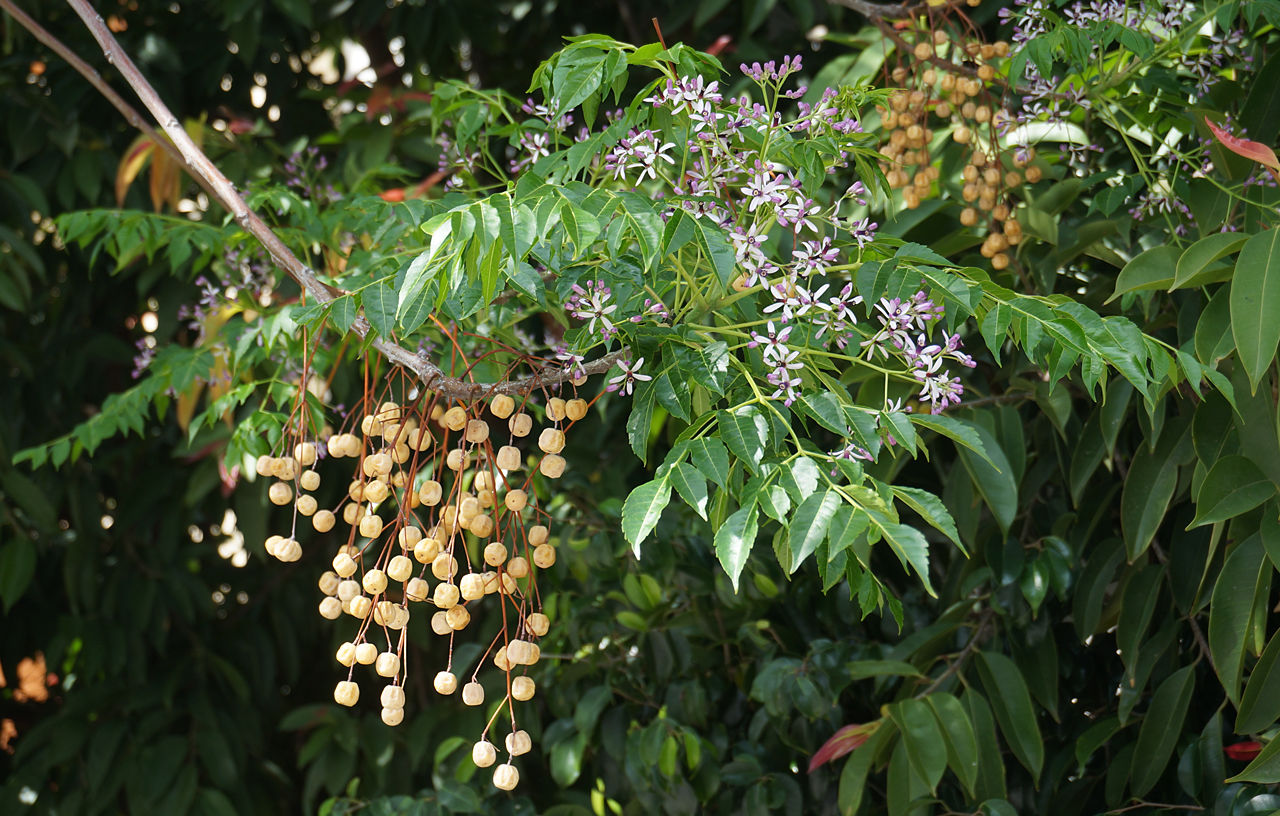 10. chinaberry