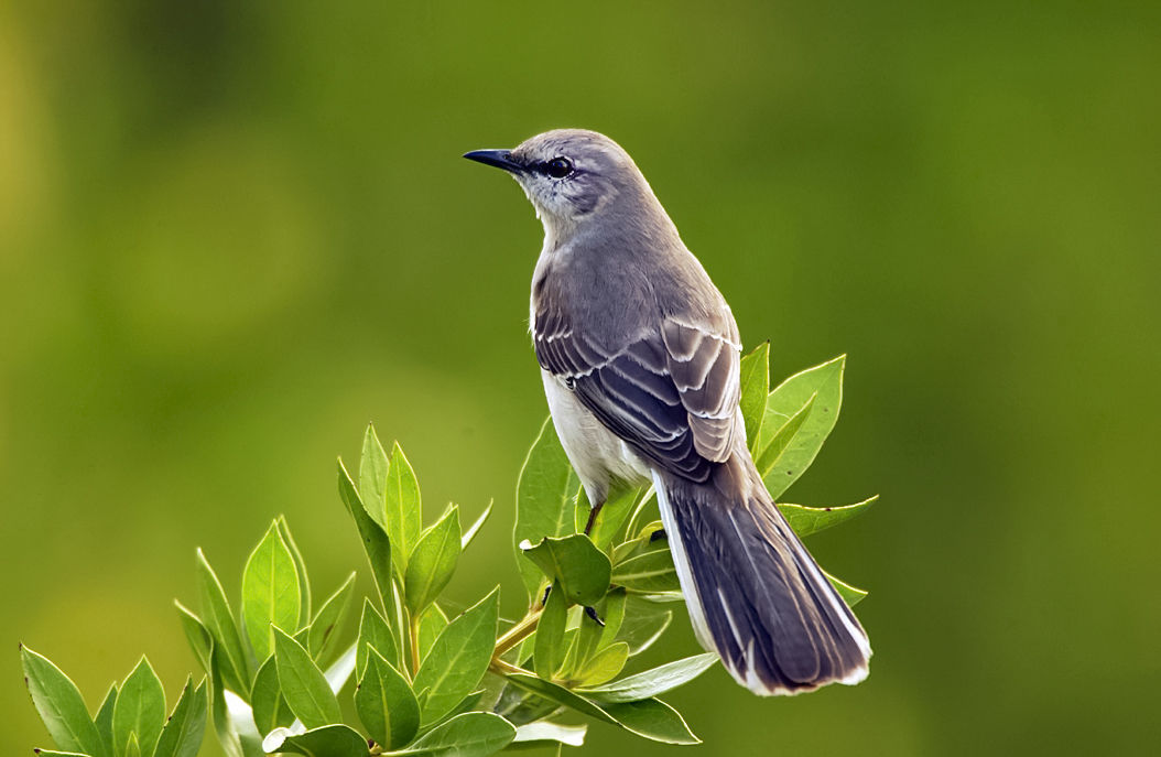 46. mockingbird