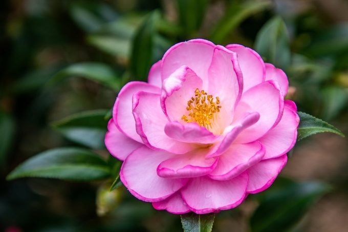 53. camellia