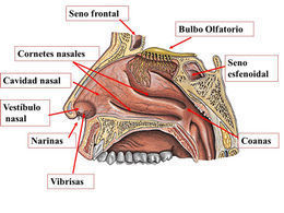 3 .- Vías respiratorias A.- Fosas nasales: Son 2 cavidades a.- Límites - Anterior: Narinas: - Posterior: coanas - Superior: Lámina cribos...