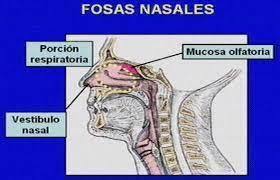 b.- Porciones: x.- Vestíbulo: Presenta a las vibrisas para filtrar el aire y.- Región respiratoria: Pituitaria roja, Tempera el aire z.- ...