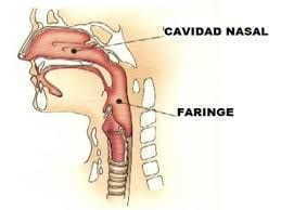 Definición y límites de la faringe: