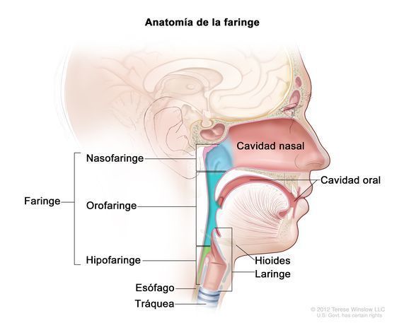 Sistema digestivo