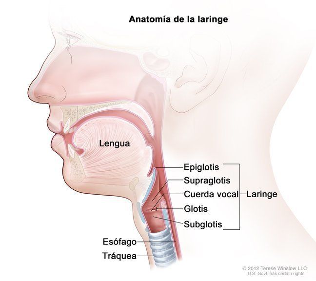 C.- Laringe: Conducto músculo cartilaginoso. Se ubica en la región anterior media al cuello. - Limita en la parte superior con la epiglot...