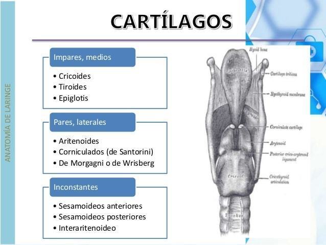+ Compuesta de 9 cartílagos - Epiglotis: cierra la vía respiratoria durante la deglución - Tiroides: Protege a las cuerdas vocales (manza...