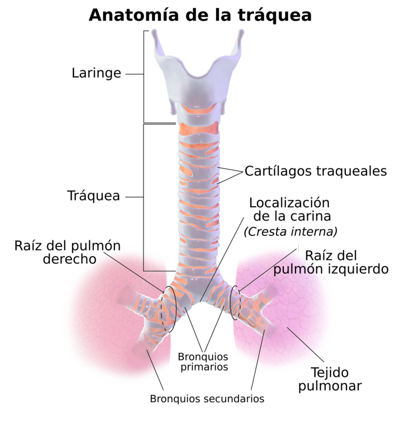 D.- Tráquea: Conducto fibrocartilaginoso. se ubica en el mediastino superior - Limita en la parte superior con la laringe y en la inferio...