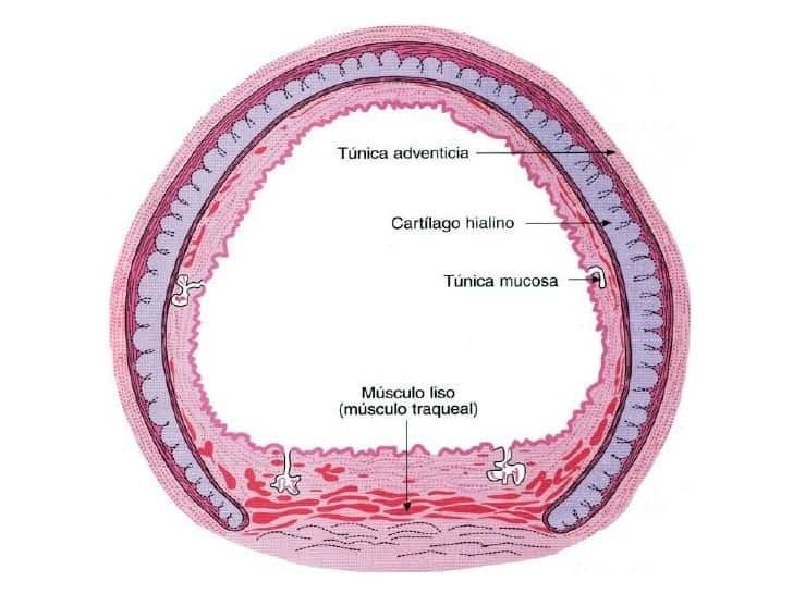 + Histología.: Del anillo traqueal - Musculo traqueal: musculo liso - Cartílago hialino: tiene forma de herradura - Submucosa: Tejido con...