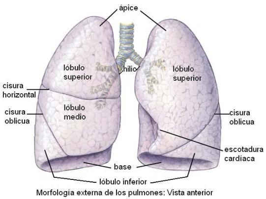 Definición y ubicación de los pulmones
