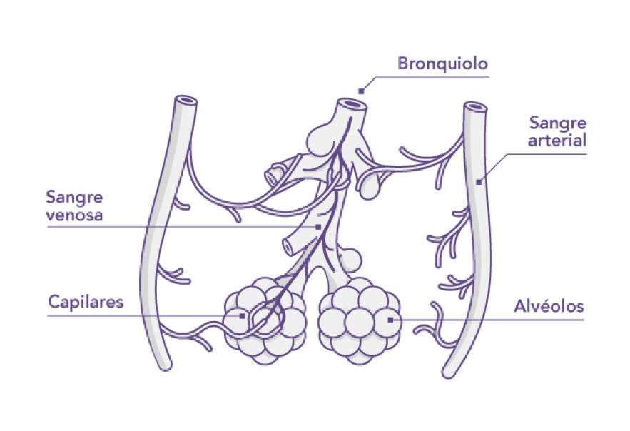 B.- Histología: 1.-Lobulillo pulmonar: Es la unidad anatomofuncional de los pulmones