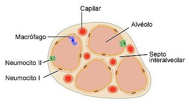 2.- Alveolo pulmonar: Son estructuras con forma de saco + Neumocito II: Granuloso - Secreta sustancia surfactante - Evita el colapso alve...