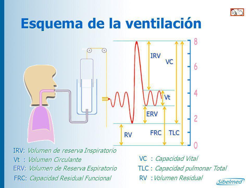 + Frecuencia respiratoria - 12- 20 RPM
