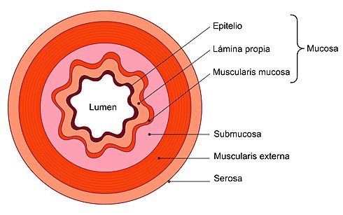3.- Tubo digestivo + Mucosa: 3 partes + Submucosa: Estimula secreciones + Muscular: 2 hojas de musculo liso + Serosa (peritoneo) o advent...