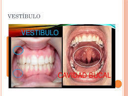 Porciones; - Vestíbulo: entre labios y dientes - Cavidad oral, propiamente dicha. Entre dientes y el itsmo de las fauces