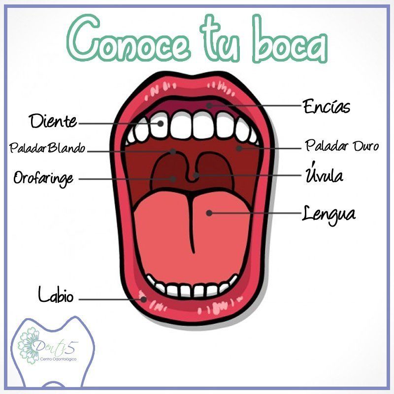 Contenido: a.- Lengua: formada por 17 músculos esqueléticos b.- Funciones: Probar sabores, formación del bolo alimenticio, deglución, art...