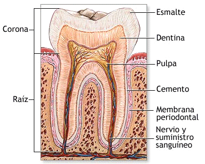 B.- Dientes: - Estructura dura y blanquecina - Se articulan con los huesos maxilares mediante gónfosis