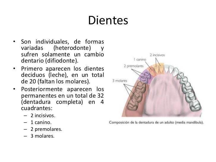 + Difiodonte: doble dentición - 1 era dentición: de leche , 20 dientes inicia 6 meses - 2 da dentición permanente 32 dientes , inicia 6 a...