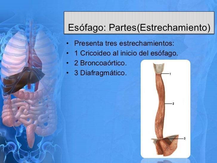 C.- Esofago: Conducto musculo membranoso - Se ubica en el mediastino posterior - Presenta 3 estrechamientos
