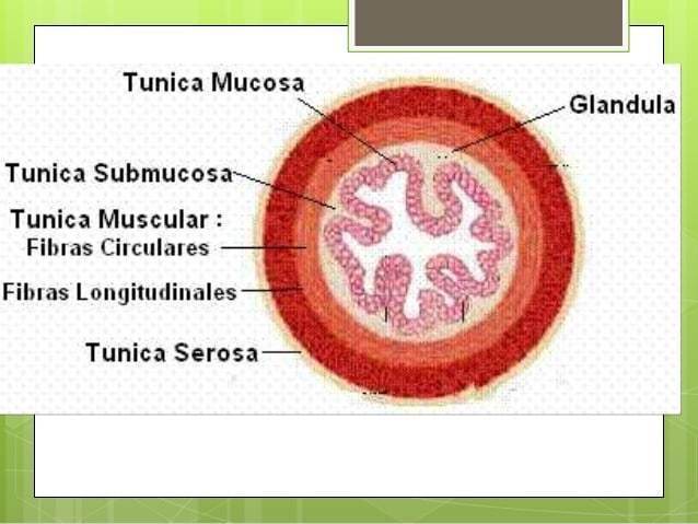 Histologia del esofago: + Mucosa: Ep. estratificado plano no queratinizado. + Submucosa: Glándulas esofágicas + Muscular: + Adventicia: n...
