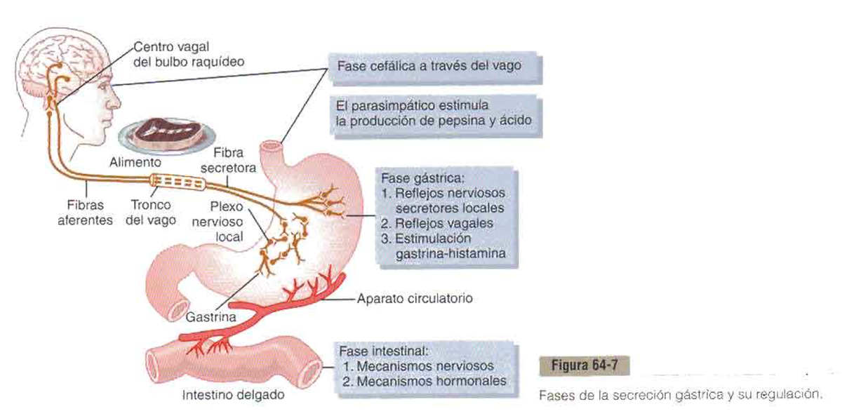 4.- Regulación gástrica: - El estómago al llenarse activa a los receptores de estiramiento y quimiorreceptores que estimulan la secreción...