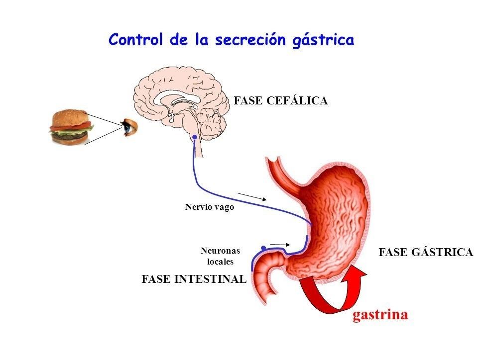 Fase cefálica: - Se activa al oler , probar o pensar en comida - El hipotálamo envía una señal al bulbo raquídeo - El bulbo raquídeo enví...