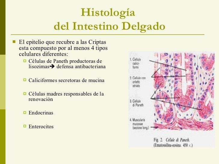 3.- Histología: a.- Mucosa: Presenta chapa estriada , origina a las glándulas de lieberkühn b.- Submucosa: Duodeno, presenta a las glándu...