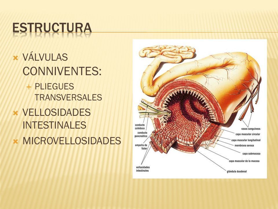 4.- Estructuras que expanden el área de absorción: - Vellosidades intestinales, mucosa - Válvula connivente - Microvellosidades