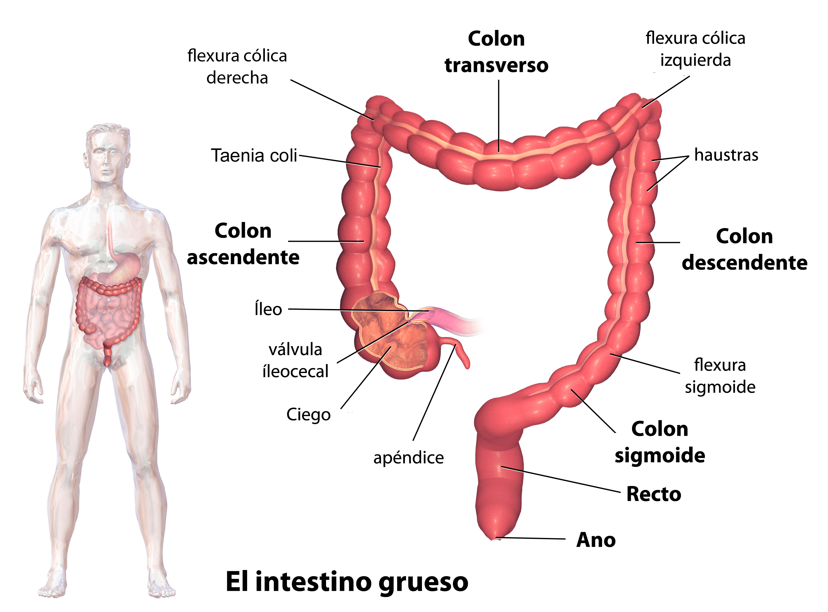 F.- Intestino grueso: - Porción final del tubo digestivo - Absorbe iones y agua, no nutrientes - Secreta vitamina K y V. B12 (cepas bacte...