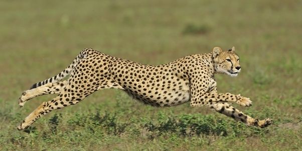a cheetah