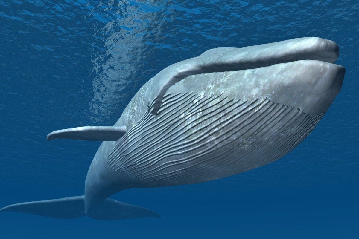 a whale
