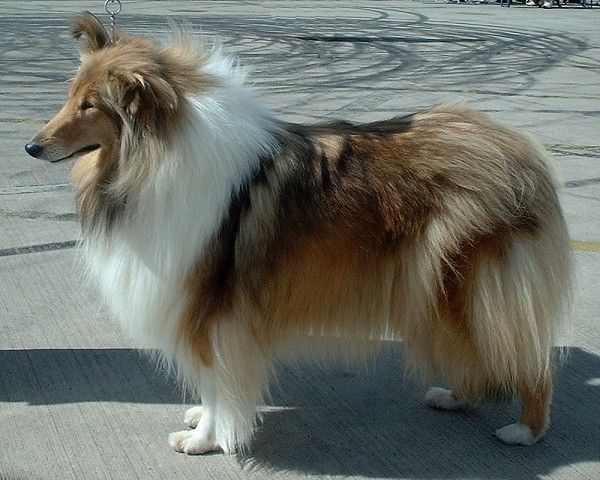 a collie