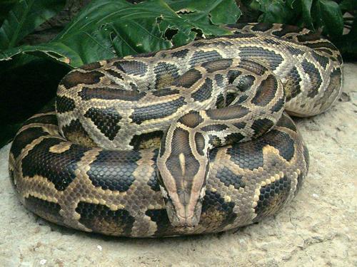 a python