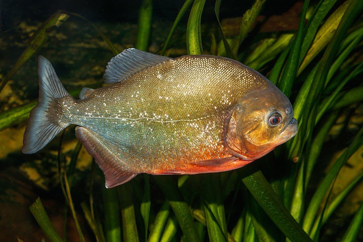 a piranha