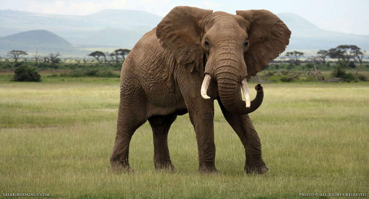 an elephant