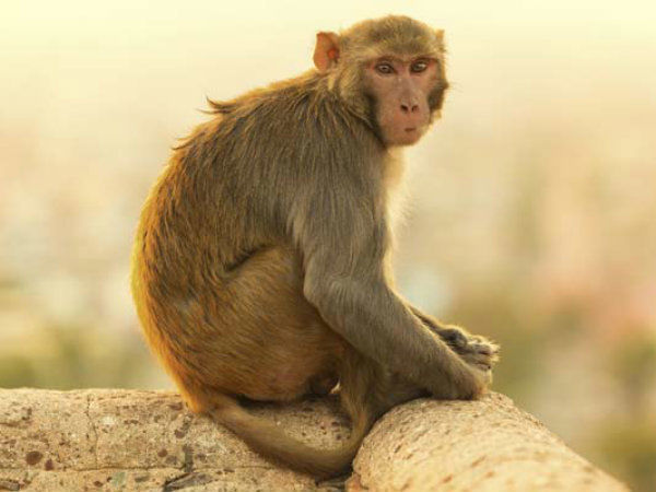 a monkey
