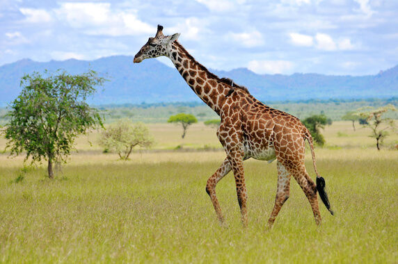 a giraffe