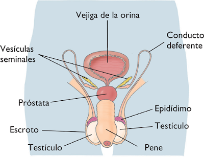 2.2: Genitales internos: