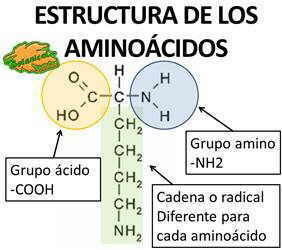 LA BIOQUIMICA Y SUS COMPONENTES