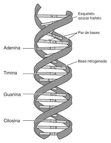 Componentes de la bioquimica