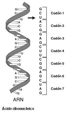 Estructura del ADN