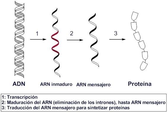 En esta imagen se muestra el proceso de maduración del ARN