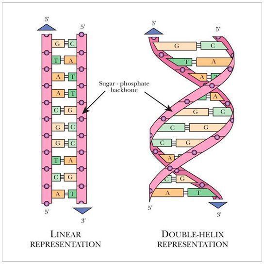 Estructura del ADN mas profundo, los genes y el código genético