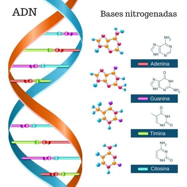 Bases nitrogenadas del ADN