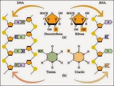Estructura del ARN