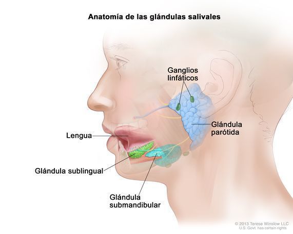 Glándulas anexas